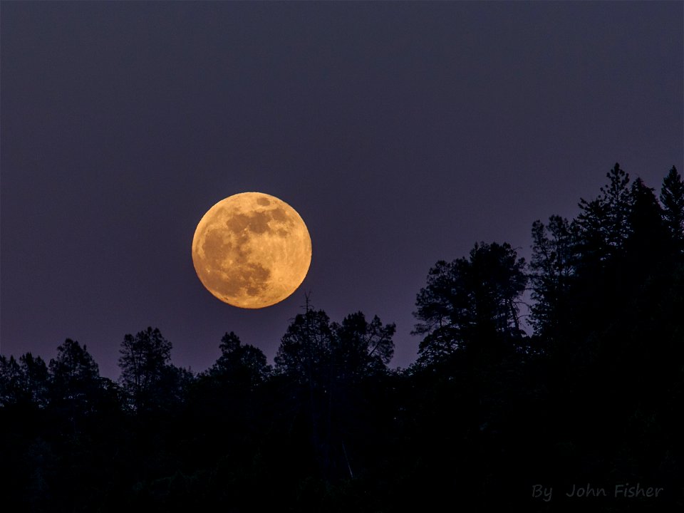 Moonrise Over Tree Tops