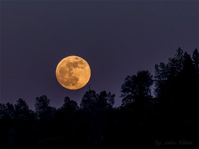 Moonrise Over Tree Tops photo
