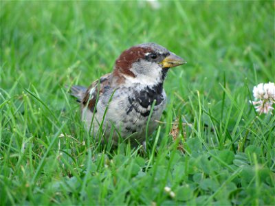 sparrow 6 photo