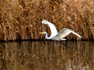 Grande aigrette en vol photo