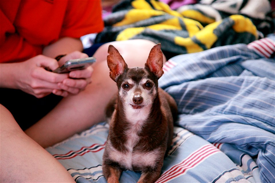 Person on Phone and Chihuahua on Bed photo