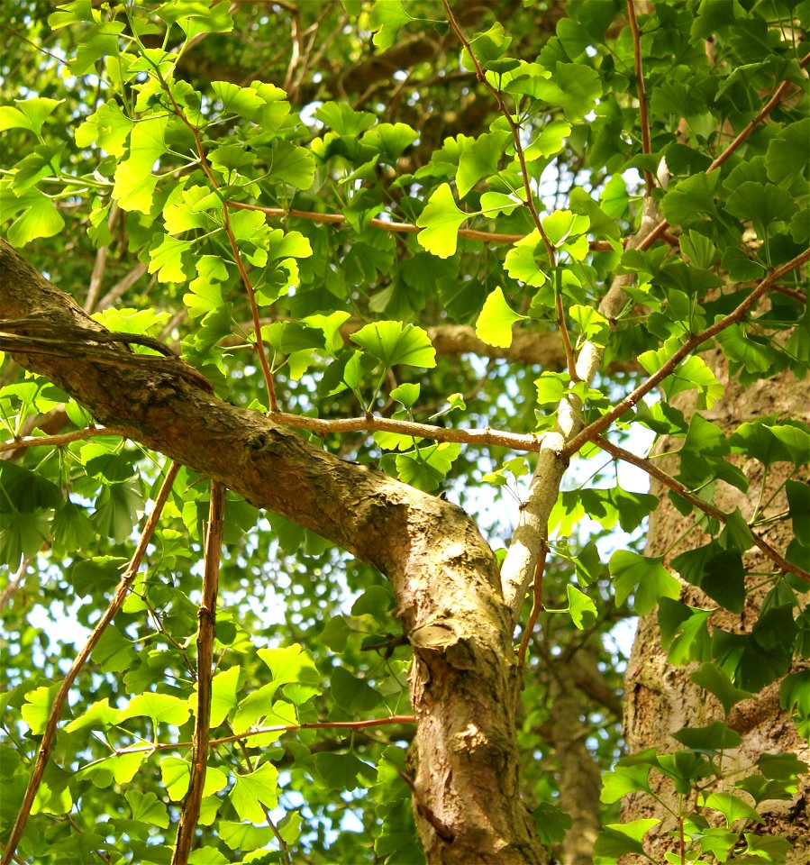 Ginko Maidenhair Tree