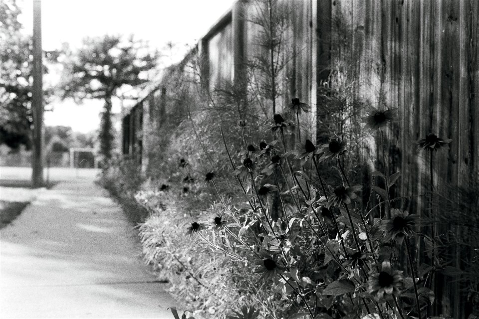 Black and White Flowers