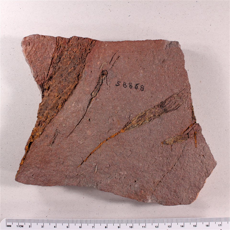 Ascocystites (species unknown)