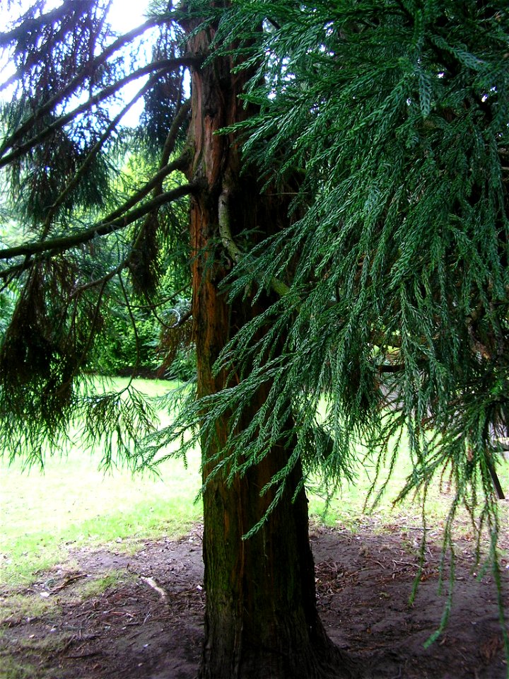 Japanese Red Cedar