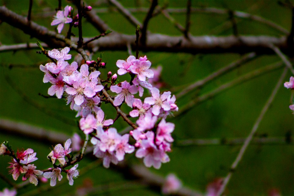 peach blossoms