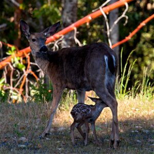 First Fawn photo