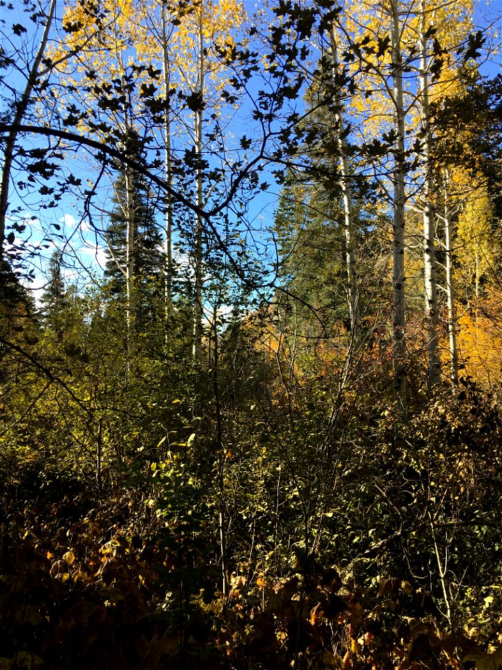 Bells Canyon, Uinta-Wasatch-Cache National Forest, Utah