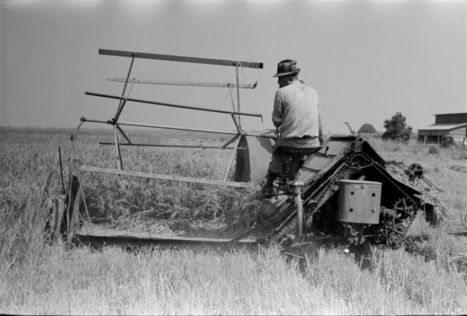 Field work. Cutting rice with binder in Crowley, Louisiana_