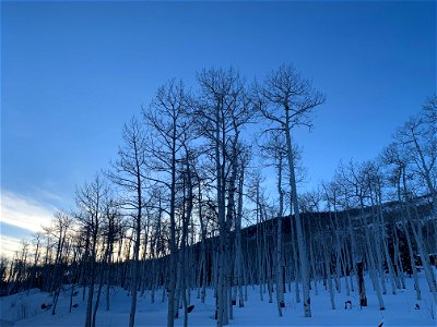 Pando Aspen Clone in Winter at Dusk 011223 photo