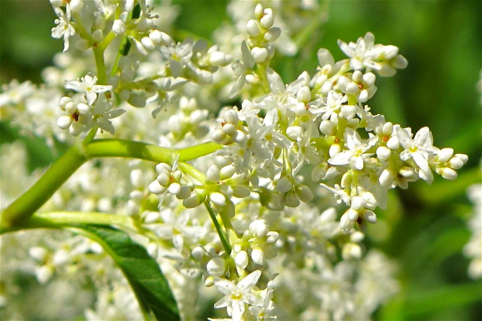 Persicaria Alpina