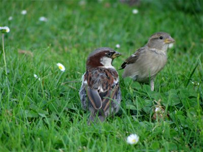 sparrows 4 photo