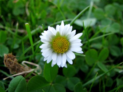daisy flower photo