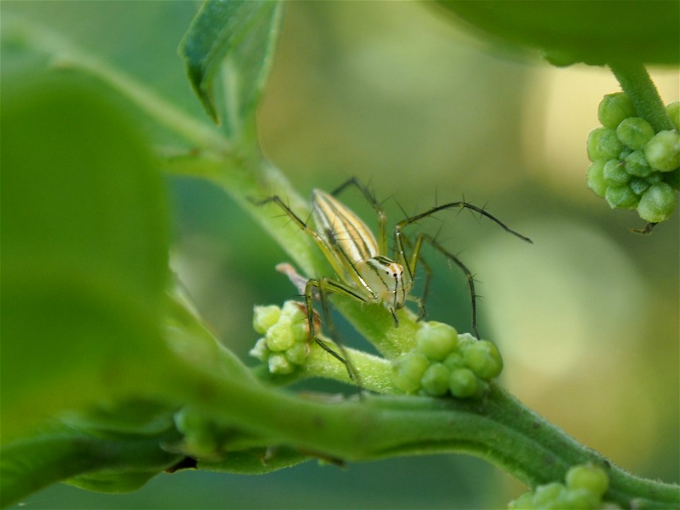 pretty stripped spider