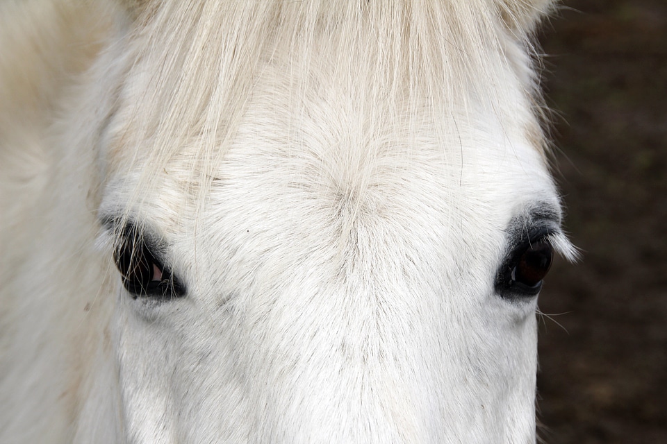 Equestrian eyes nature