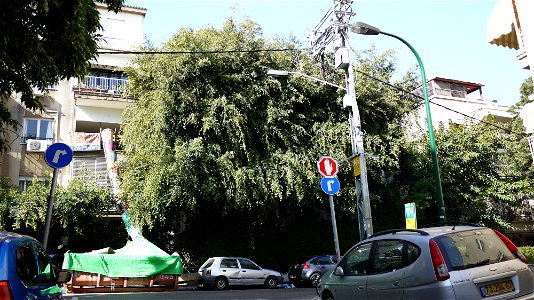 Tel Aviv Tree