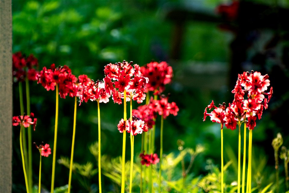 VILLA SOLATIA -BOTANICAL PROJECT
