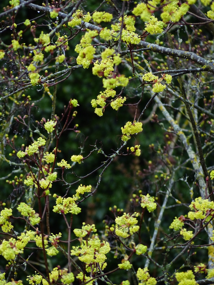 Maple flowers tree yellow green