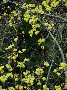 Maple flowers tree yellow green