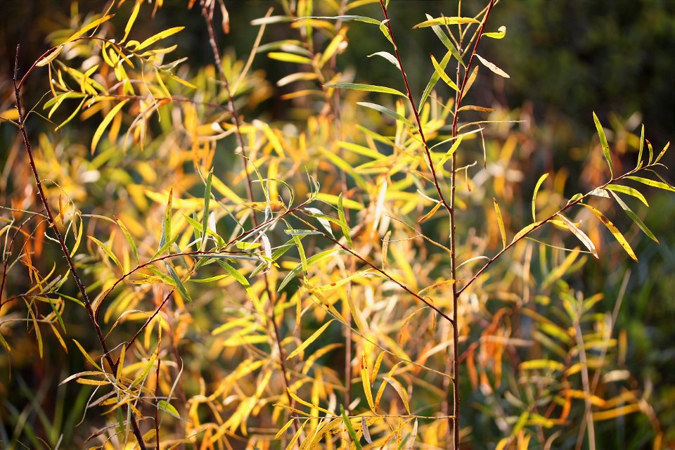 Generic plant background
