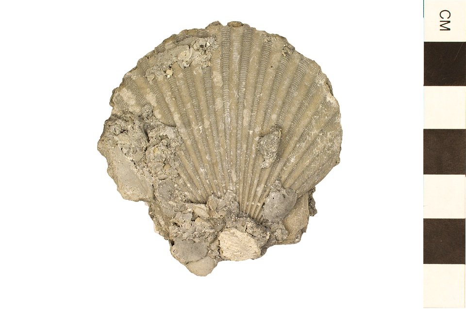 Argopecten gibbus photo