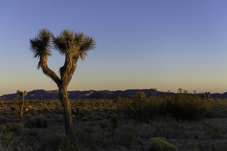 Joshua tree in Queen Valley at Sunset