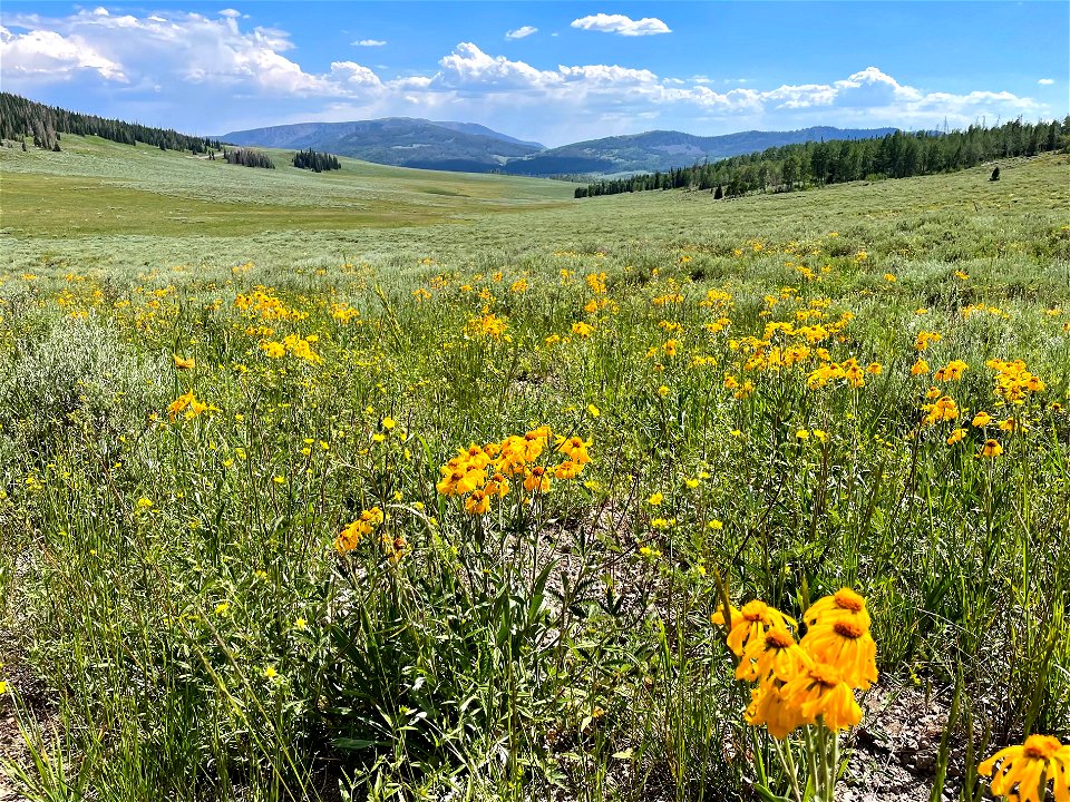 Yellow Wildflowers on the Fishlake