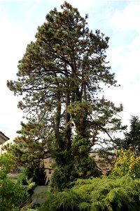 Conifers of Allen Centennial 7