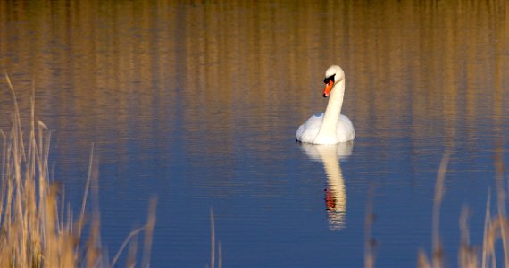 Cygne tuberculé photo