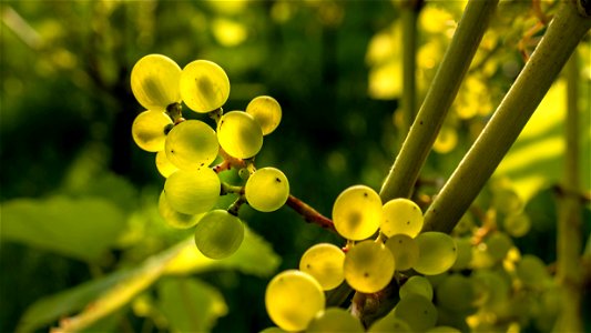 Solaris grapes in Chateaux Luna vineyard 24 photo