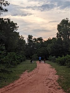 Father, son and dogs