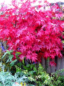 Autumn at Home photo