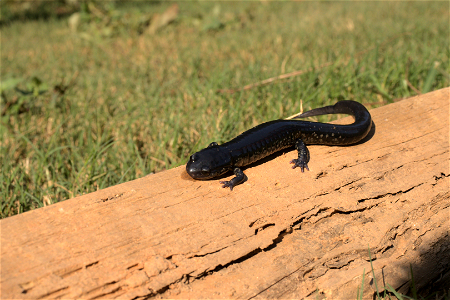 Southern dusky Salamander photo