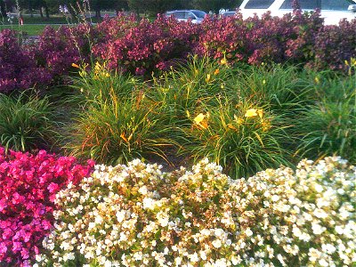 outdoors with hyacinth gray