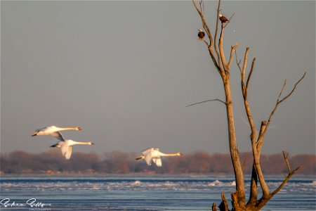 Mute Swans and Bald Eagles