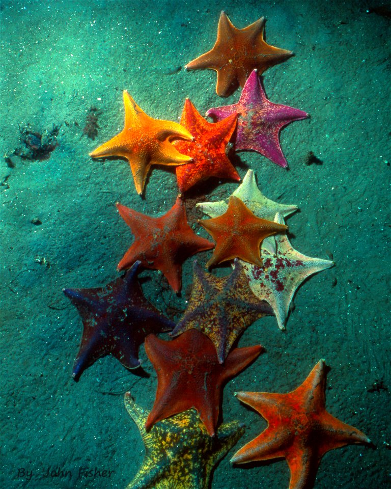 Pacific Star Cluster