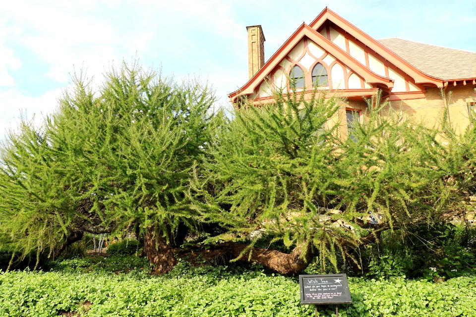 Conifers of Allen Centennial 3