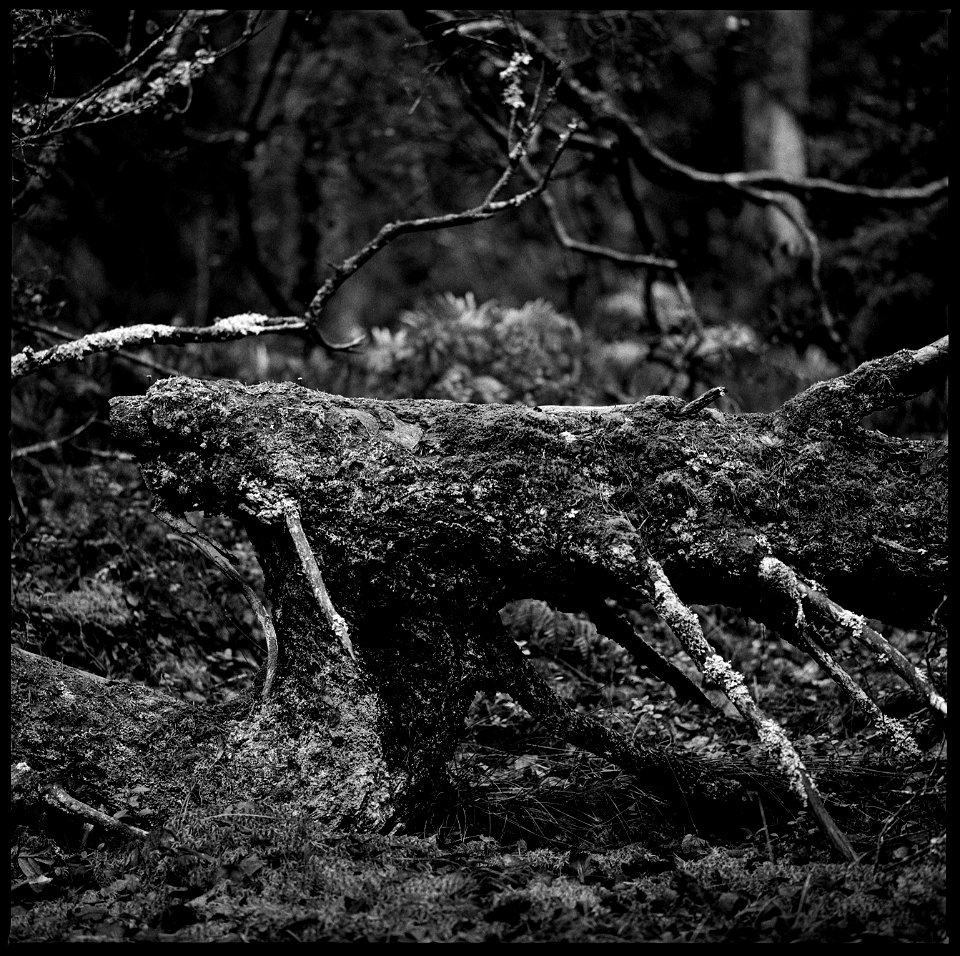 Forgotten photograph from last autumn