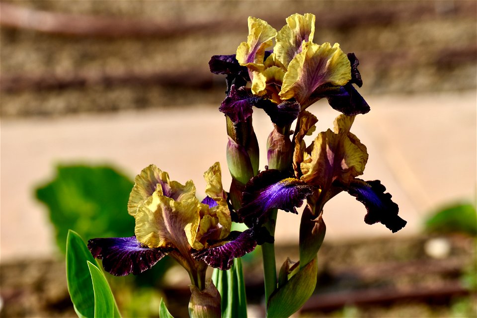VILLA SOLATIA -BOTANICAL PROJECT