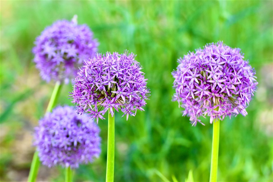 VILLA SOLATIA -BOTANICAL PROJECT