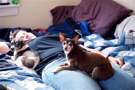 Person On Bed With Two Small Dogs photo
