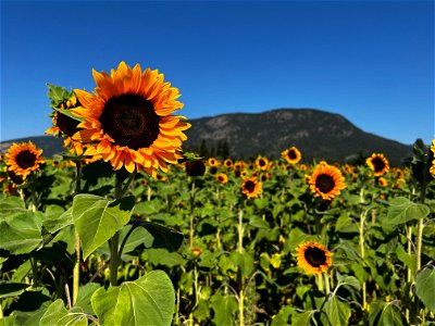 Sunflower fields in bloom 1746