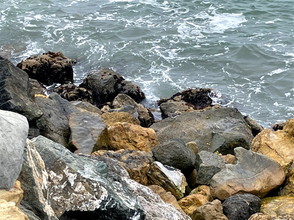 Black Turnstone on Rocks
