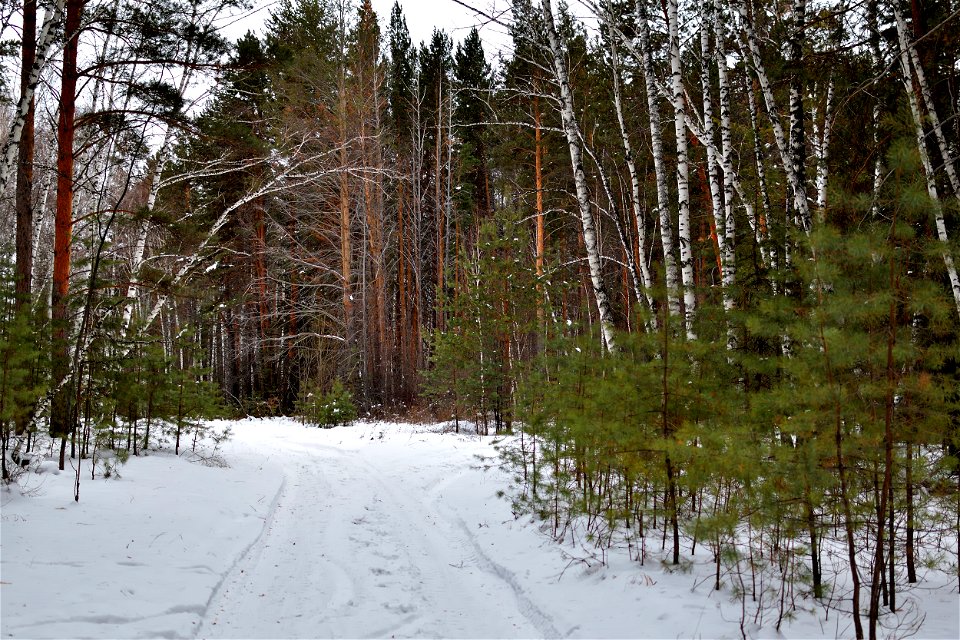 there is snow in the pine forest