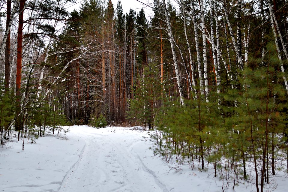 there is snow in the pine forest photo