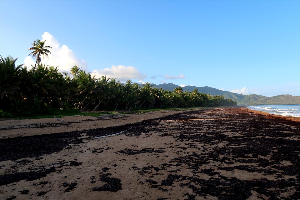 Punta Tuna Beach Trees and Ocean
