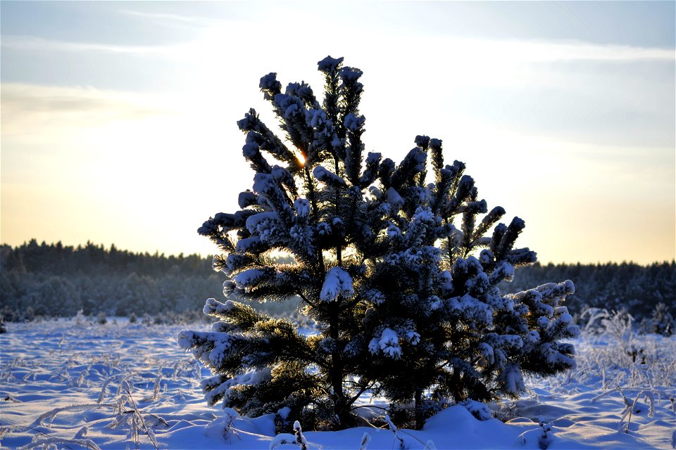 the pine forest was covered with fluffy snow