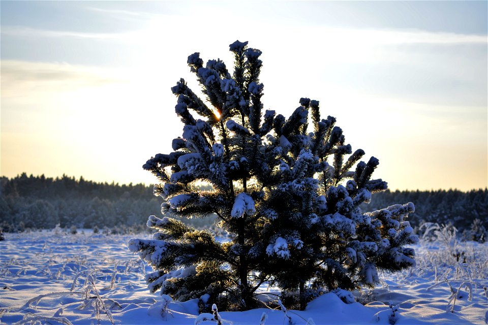 the pine forest was covered with fluffy snow photo