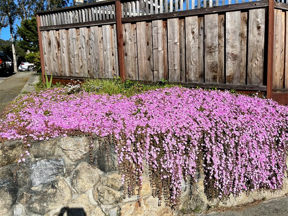 Pale dewplant photo