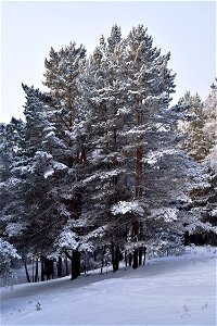snow-covered pine forest